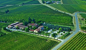 Trere_vineyards
